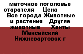 маточное поголовье старателя  › Цена ­ 2 300 - Все города Животные и растения » Другие животные   . Ханты-Мансийский,Нижневартовск г.